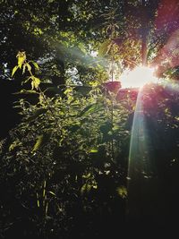 Trees against sky in sunlight