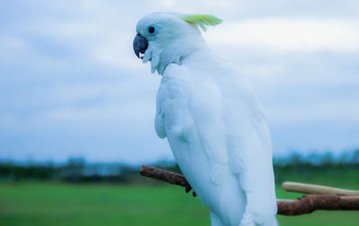 Close-up of parrot perching