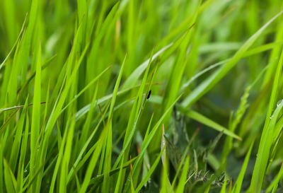 Close-up of grass growing on field