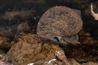 View of turtle on rock