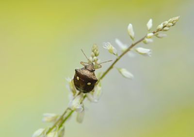 Close-up of insect on flower