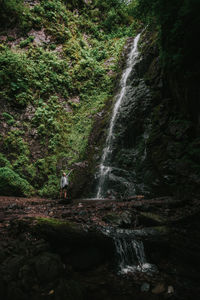 Scenic view of waterfall in forest