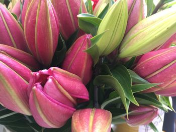 Close-up of pink flowers