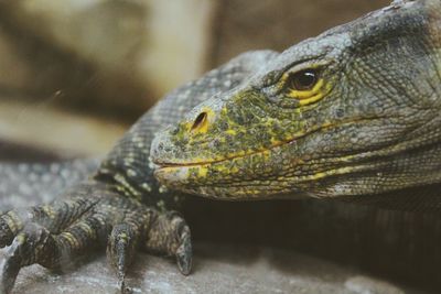 Close-up of lizard