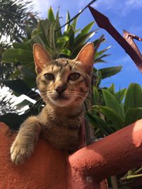 Close-up portrait of a cat