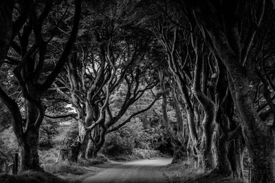 Road amidst trees in forest