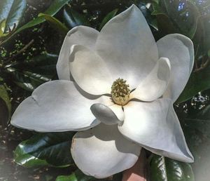 Close-up of white flowers