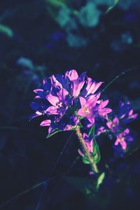 Close-up of pink flowers