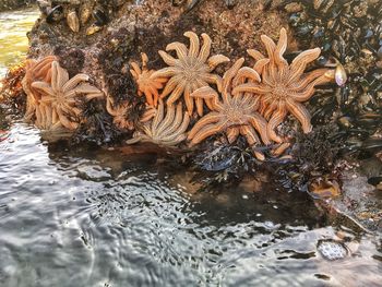 Close-up of water