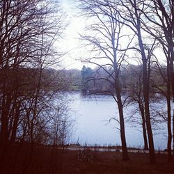 Bare trees by lake