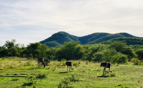 View of sheep grazing in field