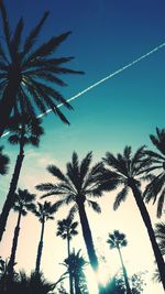 Low angle view of palm trees against blue sky