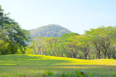 Scenic view of trees on field against clear sky