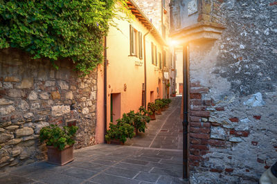 Potted plants on footpath by wall of building