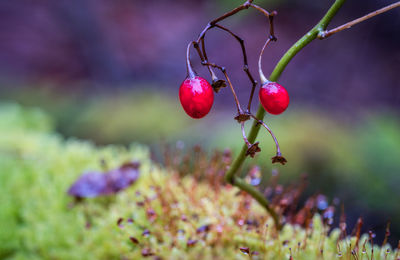 Close-up of red berries growing on plant