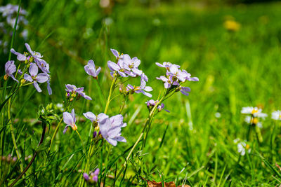 Close-up of purple flowering plants on field