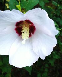 Close-up of white flowers blooming outdoors