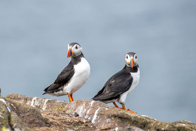 Close-up of seagulls perching on rock