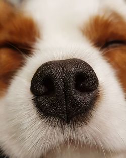 Close-up of a dog