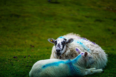 Close-up of an animal on land