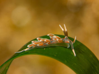 Close-up of insect on plant