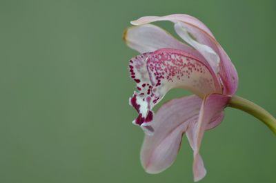 Close-up of pink lily blooming against green background