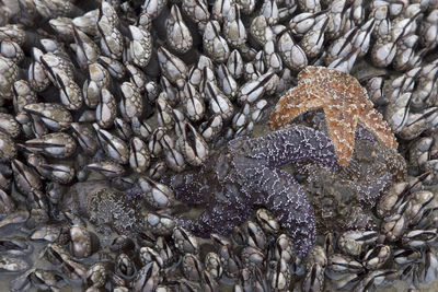 Close-up of crab on beach