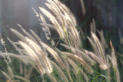 Close-up of grass on field