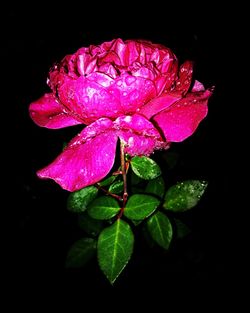 Close-up of wet pink flower blooming against black background