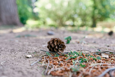 Close-up of pine cone on field