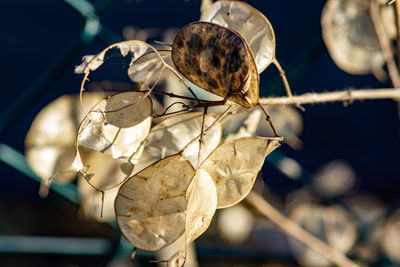 Close-up of insect on leaf