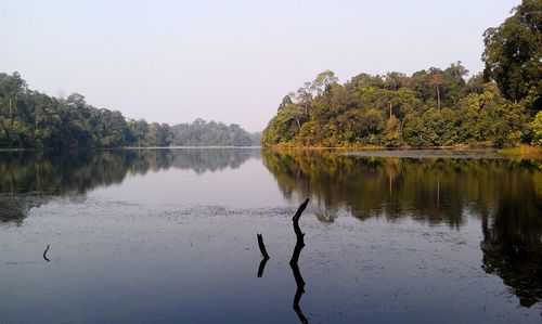 Reflection of trees in calm lake