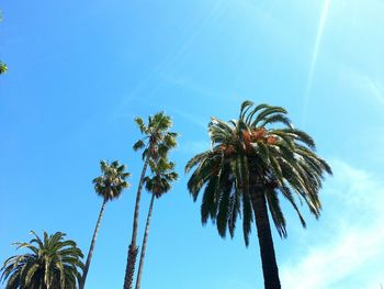 Low angle view of palm trees against blue sky