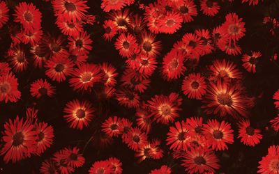 Full frame shot of flowers blooming outdoors