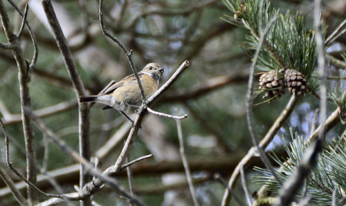 Low angle view of bird perched on branch