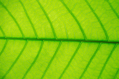 Full frame shot of green leaf