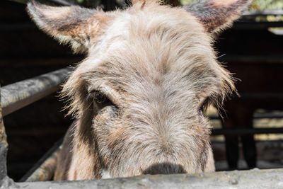 Close-up portrait of a horse