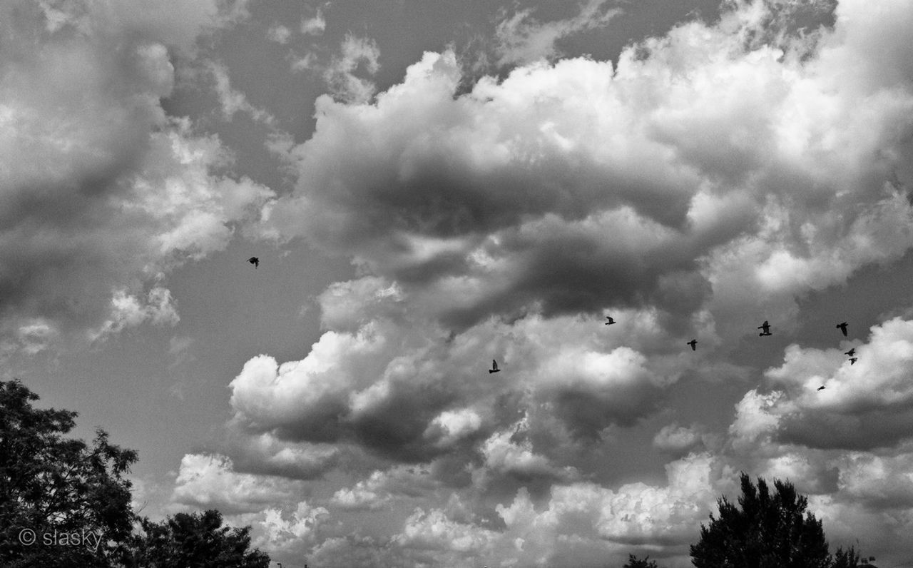 LOW ANGLE VIEW OF BIRDS FLYING OVER CLOUDY SKY