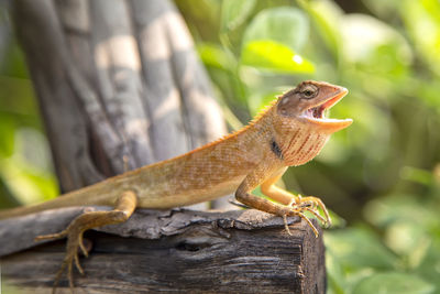 Close-up of lizard on wood