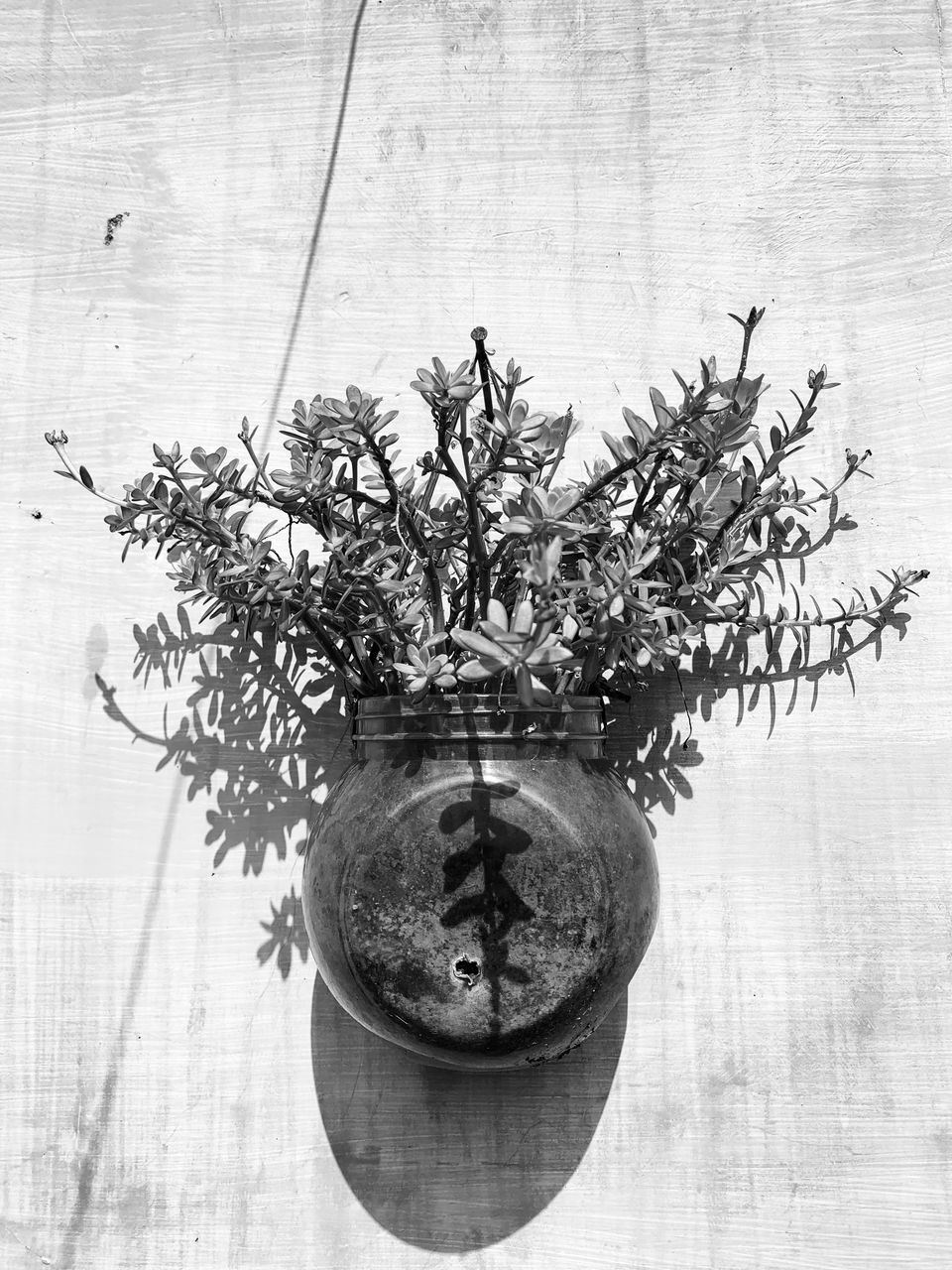 CLOSE-UP OF POTTED PLANT ON TABLE AGAINST WALL IN ROOM