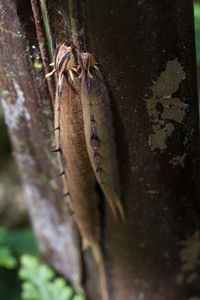 Close-up of insect on plant