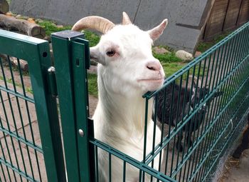 Close-up of sheep in cage