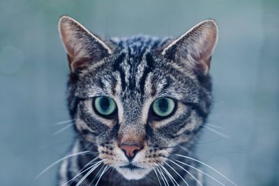 Close-up portrait of cat