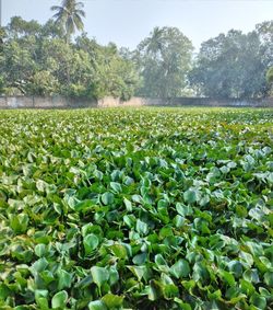 Plants growing on field