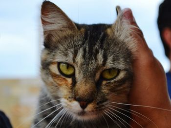 Close-up portrait of cat