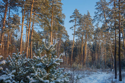 Trees in forest during winter