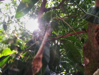 Sun shining through tree