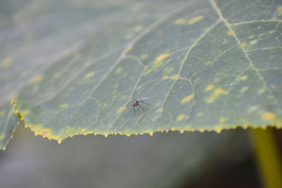 Close-up of spider on web