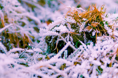 Close-up of snow on plant during winter