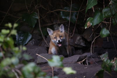 Fox cub yawning after emerging from its den